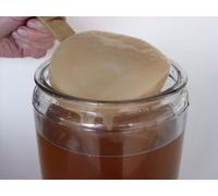 SCOBY de Kombucha Frais + Liquide de Démarrage - KEFIRALIA