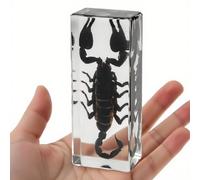 Scorpion enrobé de résine transparente - Spécimen authentique pour vitrine, décoration de bureau ou presse-papier