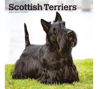 Scottish Terriers | Calendrier mural mensuel carré 2025 30,5 x 61 cm | Sans plastique | BrownTrout | Animaux petits écossais