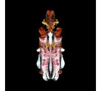 Scraps of Tape - Will to Burn-Hq/Download-