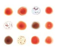 Peter Gabriel – Scratch My Back And I'll Scratch Yours – Coffret CD – Édition Deluxe