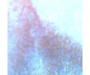 Scuba Death - The Worm at the Core