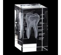 Sculpture dentaire en cristal 3D, dent humaine gravée au laser, modèle anatomique en verre transparent pour décoration ou cadeau de dentiste