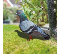Sculpture élégante de pigeon sauvage pour l'extérieur Améliorez votre cour avec cette belle figurine (B)