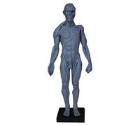 SdaryWare Anatomie Humaine - Modèle Musculaire de 23,6 Pouces - Corps Humain musculo-squelettique féminin et Masculin, référence Anatomique de la Peau pour Artistes,Male Grey