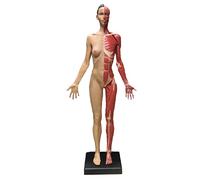 SdaryWare Anatomie Humaine - Modèle Musculaire de 23,6 Pouces - Corps Humain musculo-squelettique féminin et Masculin, référence Anatomique de la Peau pour Artistes,Male White