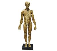 SdaryWare Anatomie Humaine - Modèle Musculaire de 23,6 Pouces - Corps Humain musculo-squelettique féminin et Masculin, référence Anatomique de la Peau pour Artistes,Male Yellow