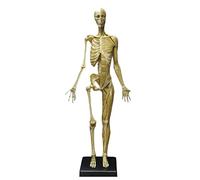 SdaryWare Anatomie Humaine - Modèle Musculaire de 23,6 Pouces - Corps Humain musculo-squelettique féminin et Masculin, référence Anatomique de la Peau pour Artistes,Female Yellow