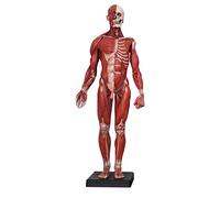 SdaryWare Anatomie Humaine - Modèle Musculaire de 23,6 Pouces - Corps Humain musculo-squelettique féminin et Masculin, référence Anatomique de la Peau pour Artistes,Male Flesh
