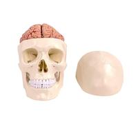 SdaryWare Crâne Humain avec modèle Anatomique de Cerveau Modèle de Cerveau Humain Anatomie et Affichage 1:1 Tête Amovible Grandeur Nature avec modèle de Cerveau pour l'étude en Classe de sci