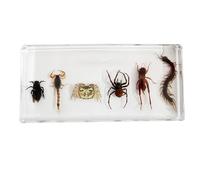 SdaryWare Ensemble d'échantillons d'insectes en résine - Spécimen d'arthropodes en résine - Presse-papiers représentatifs pour l'enseignement des Sciences en Classe, Transparent, 16 cm,Clear-16cm