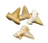 SdaryWare Lot de 4 spécimens de Dents de Requin fossiles, modèle de Dents de Requin Naturelles pour décoration d'intérieur, Collection d'art, Jouets d'enseignement des Sciences