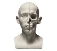 SdaryWare Modèle Anatomique Double Face de Personne, Squelette Humain, modèle de crâne pour étudiants en Art, Outils de Dessin en plâtre, Outils d'enseignement de Croquis, B, 5 Pouces,B-5INCH
