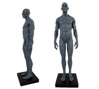 SdaryWare Modèle Anatomique Humain - Figure d'anatomie Humaine de 11 Pouces - Modèle en résine Ecorche et Peau crâne tête Corps Muscle os pour l'enseignement et l'éducation,D