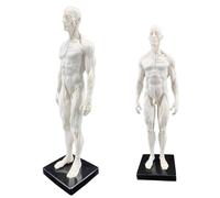 SdaryWare Modèle Anatomique Humain - Figure d'anatomie Humaine de 11 Pouces - Modèle en résine Ecorche et Peau crâne tête Corps Muscle os pour l'enseignement et l'éducation,E