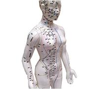 SdaryWare Modèle d'acupuncture Chinoise avec Points d'acupuncture et méridiens - Modèle de Points d'acupuncture du Corps Humain de 58 cm - Modèle célèbre pour l'enseignement