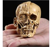 SdaryWare Modèle d'art de crâne Humain - Modèle d'anatomie Scientifique de crâne Humain - Modèle de Peinture de crâne Humain - Modèle de Dessin d'art médical en résine - pour Croquis d'