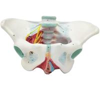 SdaryWare Modèle de Bassin féminin avec Muscles, ligaments, périnée et nerfs du Plancher pelvien, modèle Anatomique du Bassin féminin Grandeur Nature avec Identification numérique