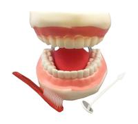 SdaryWare Modèle de démonstration de Dents géantes - Modèle de Soins dentaires agrandi 6 Fois - avec Brosse à Dents et Miroir buccal, pour l'enseignement et l'étude