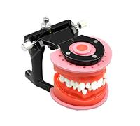 SdaryWare Modèle de dent de Typhon - Modèle éducatif, modèle de Dents orthodontiques - Modèle d'enseignement des Dents buccales simulées - pour l'enseignement des Sciences, la Recherche,with Base
