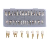 SdaryWare Modèle de Dents permanentes complètes (28 pièces), modèle Dentaire en résine Artificielle, avec Racine Dentaire, modèle de démonstration Dentaire, modèle d'étude des dent