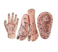 SdaryWare Modèle de Massage des Mains, des Pieds et des Oreilles, modèle de Zone réflexe du Pied pour études médicales et Cours de Sciences, 3 pièces, Chair, 17 cm,Flesh-17cm