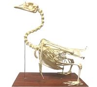 SdaryWare Modèle de Squelette d'oie véritable, Dents Naturelles, spécimen d'os, Fournitures de taxidermie, Art osseux, médecine vétérinaire, Outil pédagogique 1:1 pour école de médecine
