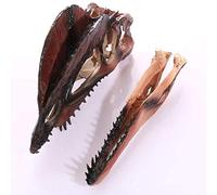 SdaryWare Modèle de Squelette fossile de crâne de Dinosaure Huili - Résine Artisanale - Réplique de crâne pour décoration intérieure, Outils pédagogiques pour Les études animales