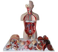 SdaryWare Modèle d'enseignement des Accessoires, modèle de Torse Humain avec 27 Organes Humains Amovibles Grandeur Nature, Conception à Dos Ouvert exposant Les Muscles