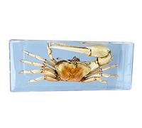SdaryWare Modèle d'étude de spécimen intégré de Crabe violoniste, modèle de spécimen de Crabe de la Vie Marine, Collection de spécimens de Crabe d'insecte réel en résine de Cristal Brut