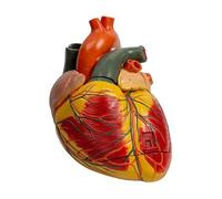 SdaryWare Modèle médical d'anatomie du cœur Humain élargi Modèle de cœur Humain détachable à Identification numérique