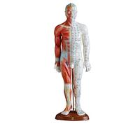 SdaryWare Modèle Musculaire d'acupuncture médicale - Modèle d'acupuncture Masculin de 23,62 Pouces - Modèle de méridien du Corps Humain avec Points méridiens pour l'enseignement du Mass,B