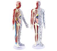SdaryWare Modèle Musculaire d'acupuncture médicale - Modèle d'acupuncture Masculin de 23,62 Pouces - Modèle de méridien du Corps Humain avec Points méridiens pour l'enseignement du Mass,A
