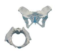 SdaryWare Modèle pelvien de l'os de la Hanche - Modèle Anatomique du Bassin féminin - Contient 44 Logos et Une Identification du diamètre du Plan pelvien, pour Sage-Femme en obstétrique