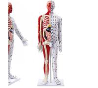 SdaryWare Outils de modèle d'enseignement, Mannequin 85 cm modèle d'acupuncture médicale modèle Anatomique Musculaire Masculin avec Lettrage précis des Points méridiens et Support et Manuel