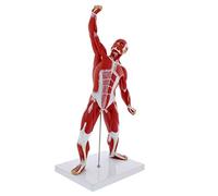 SdaryWare Outils de modélisation pédagogique, modèle d'anatomie Musculaire Humaine 20 Pouces Mini Figurine Musculaire Humaine Modèle Musculaire d'anatomie Humaine Modèle de système musculair