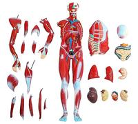 SdaryWare Outils de modélisation pédagogique, modèle de Muscle Humain Demi-Taille 80 cm, modèle d'anatomie Musculaire Humaine en 27 Parties avec Organes détachables pour l'apprentissage, l'e