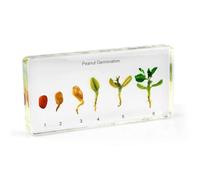 SdaryWare Presse-papiers Transparent en résine, spécimen de Germination de maïs de 16 cm, pour Salle de Classe de Sciences, pour l'enseignement des Sciences,Clear-16cm
