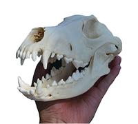 SdaryWare Spécimen de crâne de Chien Animal réel, Squelette de tête de Chien, Dents Naturelles, modèle d'échantillon d'os, Fournitures de taxidermie, Art osseux, médecine vétérinaire,7.8inch