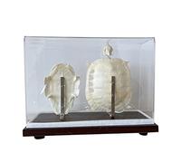 SdaryWare Spécimen de Squelette de Tortue Marine, modèle d'os Animal, taxidermie, spécimen de Classe de Sciences pour l'enseignement des Sciences,B