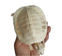 SdaryWare Spécimen de Squelette de Tortue Marine, modèle d'os Animal, taxidermie, spécimen de Classe de Sciences pour l'enseignement des Sciences,A