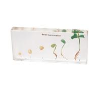 SdaryWare Spécimen du processus de Germination des Haricots - Spécimen de l'histoire de la Croissance des Plantes - Spécimen Animal pour l'enseignement des Sciences,Transparent-16cm