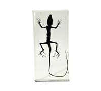 SdaryWare Véritable spécimen de lézard intégré, Presse-Papier de Bureau, modèle de spécimen de lézard taxidermique pour l'éducation Scientifique,White-16cm