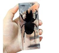 SdaryWare Véritable spécimen d'insecte - Presse-papiers en Forme d'insecte - pour Bureau, Hommes, Femmes, biologie, Sciences, enseignement, Collection d'insectes, Grenouilles, 11 cm,Beetle-11cm