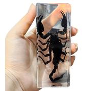 SdaryWare Véritable spécimen d'insecte - Presse-papiers en Forme d'insecte - pour Bureau, Hommes, Femmes, biologie, Sciences, enseignement, Collection d'insectes, Grenouilles, 11 cm,Scorpion-11cm