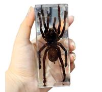 SdaryWare Véritable spécimen d'insecte - Presse-papiers en Forme d'insecte - pour Bureau, Hommes, Femmes, biologie, Sciences, enseignement, Collection d'insectes, Grenouilles, 11 cm,Spiders-11cm