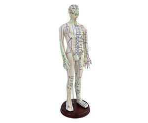 Sdlnklm Modèle Humain Corps Humain PVC Support Stable Base Points Anglais Précis Marquages Clairs Structure Souple Adapté à La Pratique Étudiante, Mâle