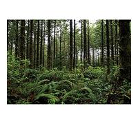 SDOTPMT 12x8ft Peace Forest Polyester Chute arrière Branche Herbe Sauvage fraîche Campagne Nature Paysage Fond Famille Camping thème fête d'anniversaire décoration bannière Stand Prop