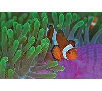 Sea Life - Poissons-clowns et anémones - Poster - Taille 91,5x61 cm