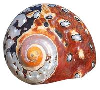 Sea Shells Conch 5.5-8cm Fish Tank Ornament DIY Beach Wedding Party Decor(6cm)
